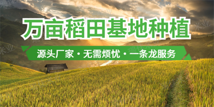 无锡生态大米处理,大米