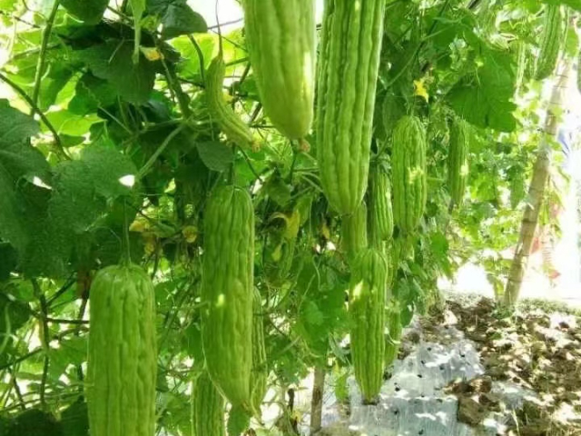 ba植物生长调节剂,植物调节剂